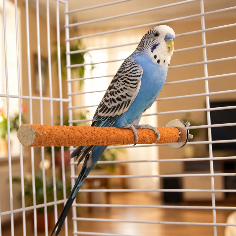 Blue and white budgerigar gripping an orange rough perch attached to white cage bars, with a blurred living room behind. 3