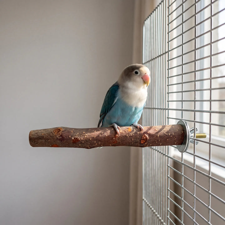 Small blue and white lovebird standing on the wooden perch, which is bolted to a wire cage beside a window. 2