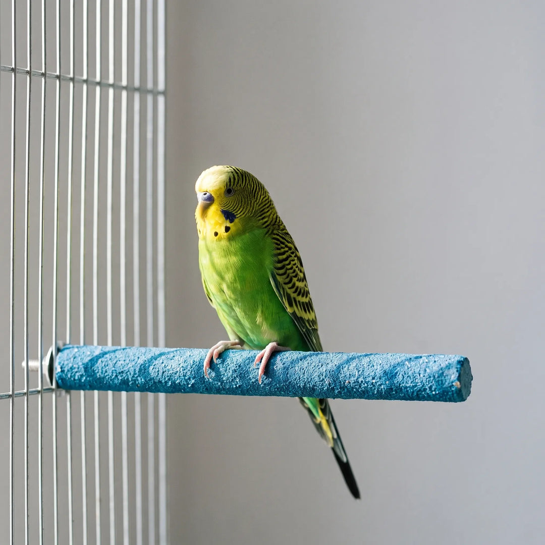 Green and yellow budgerigar perched on a blue textured perch bolted to the bars of a cage. 3
