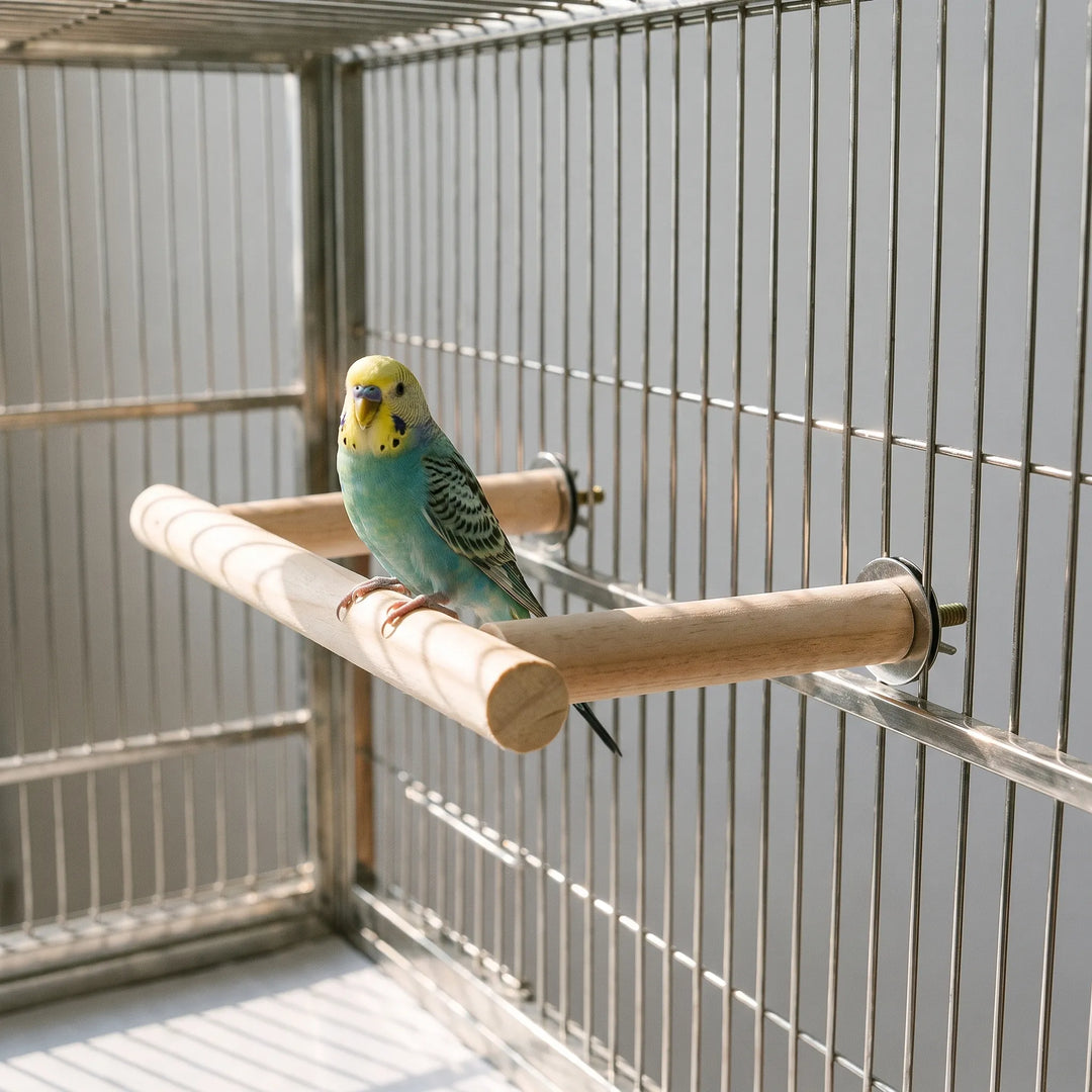 Budgie perched on the wooden perch, which is bolted inside a wire cage with metal washers on the outside. 2