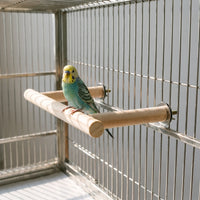 Budgie perched on the wooden perch, which is bolted inside a wire cage with metal washers on the outside. 2