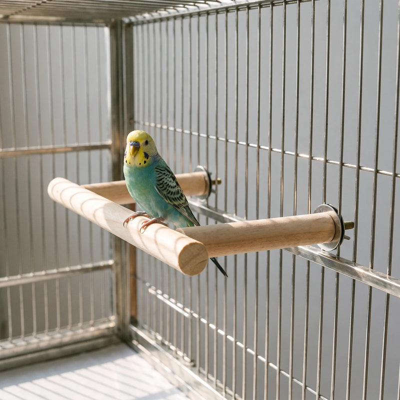 Budgie perched on the wooden perch, which is bolted inside a wire cage with metal washers on the outside. 2