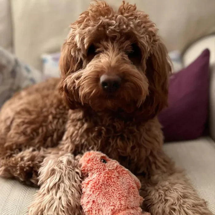 Motion Sensor Dog Toy - PlayPal-Lobster-State of Style